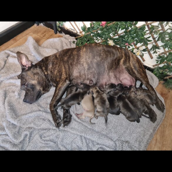 Staffordshire Bull Terrier - Dogs