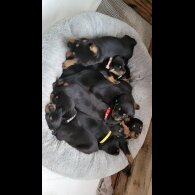 Rottweiler - Both