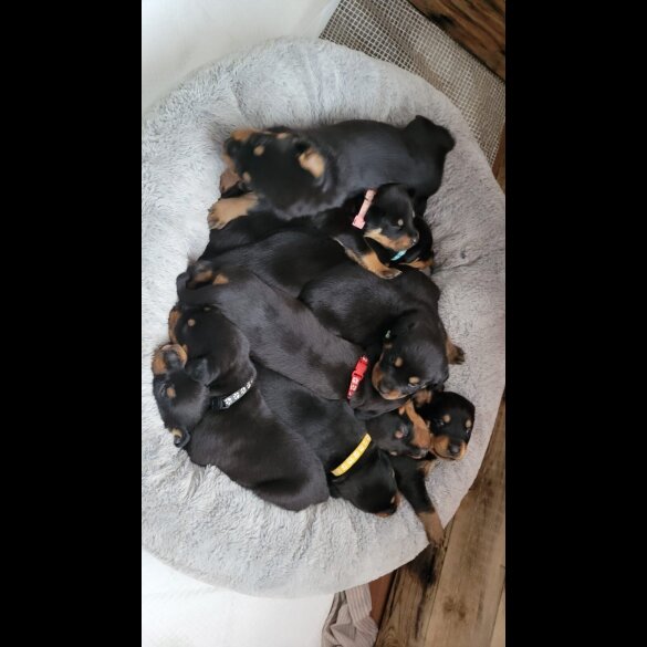 Rottweiler - Both
