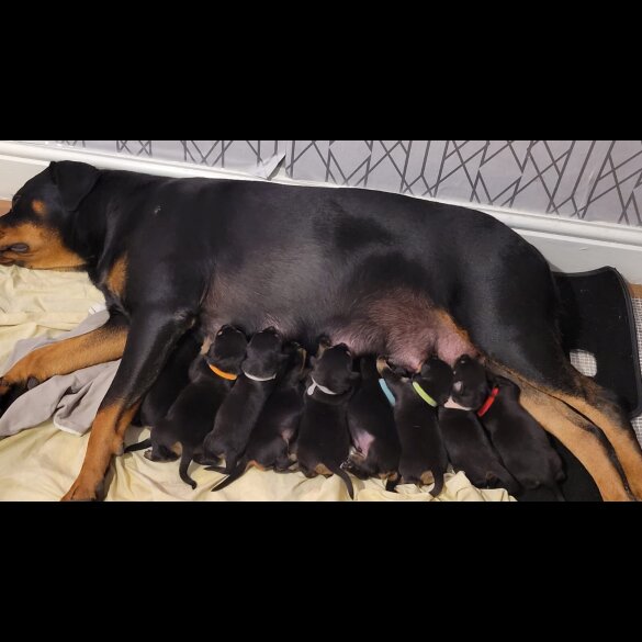 Rottweiler - Both