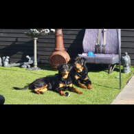 Rottweiler - Both