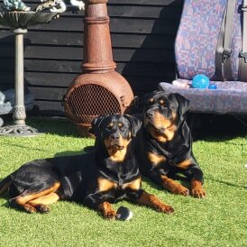 Rottweiler - Both