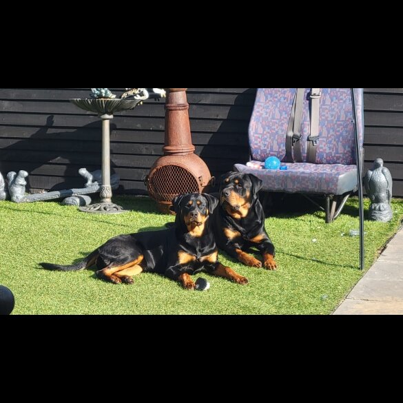 Rottweiler - Both