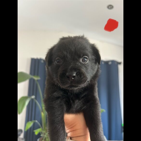 Mixed Breed - Both