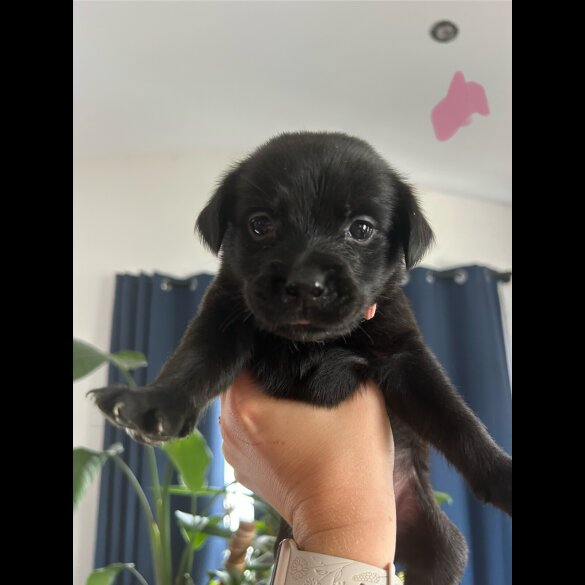 Mixed Breed - Both