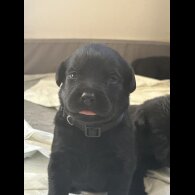 Mixed Breed - Both