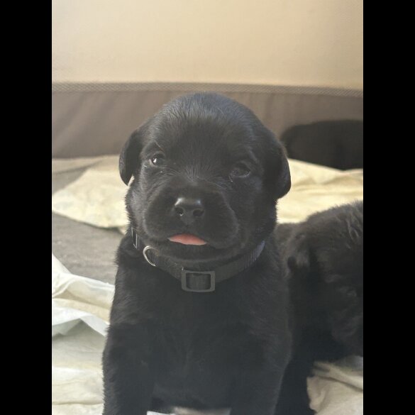 Mixed Breed - Both