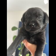 Mixed Breed - Both