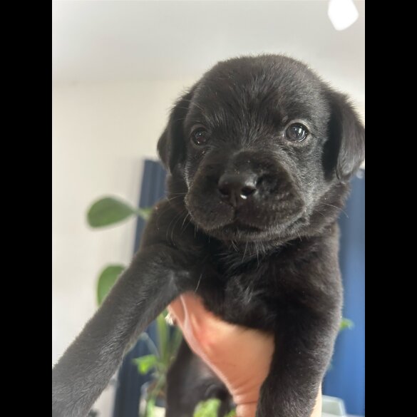 Mixed Breed - Both