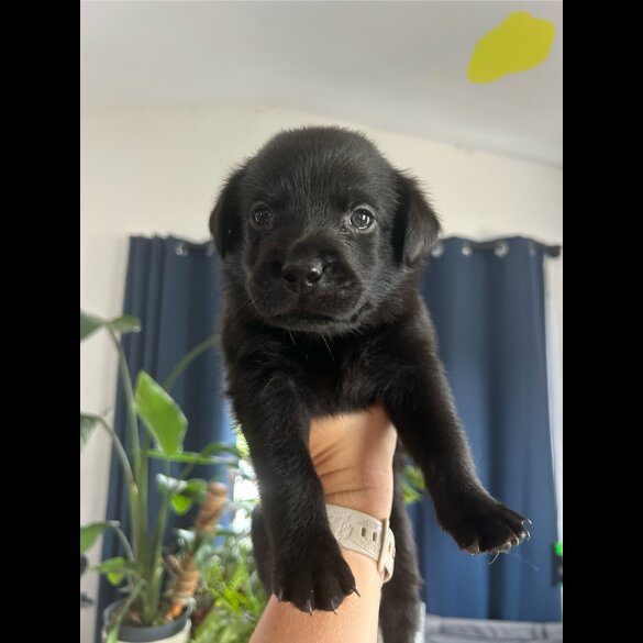 Mixed Breed - Both