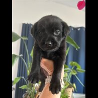 Mixed Breed - Both