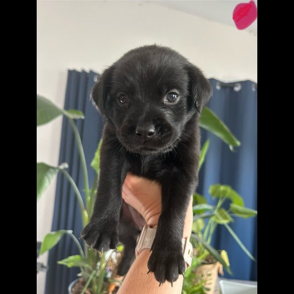 Mixed Breed - Both