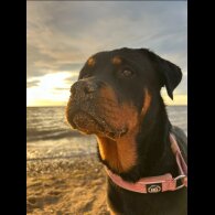 Mixed Breed - Both