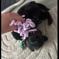 Mixed Breed - Both
