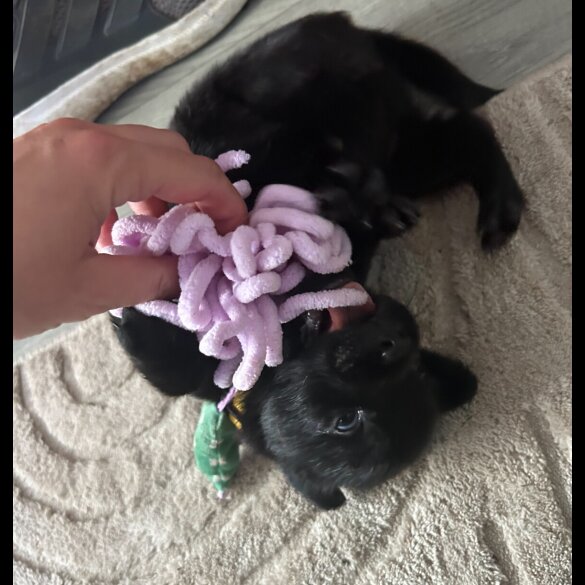 Mixed Breed - Both