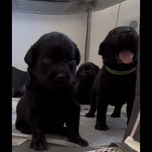 Mixed Breed - Both