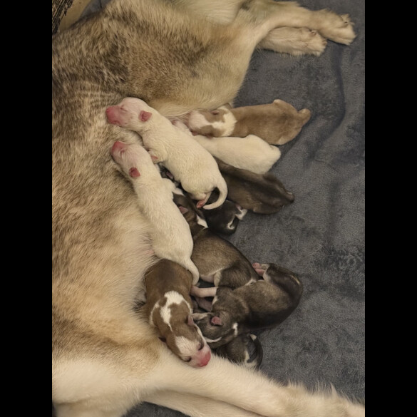 Siberian Husky - Both