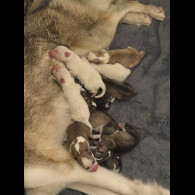 Siberian Husky - Both