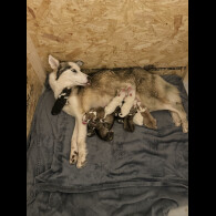 Siberian Husky - Both