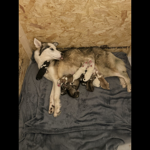 Siberian Husky - Both