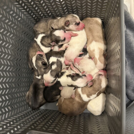Siberian Husky - Both