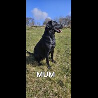 Mixed Breed - Both