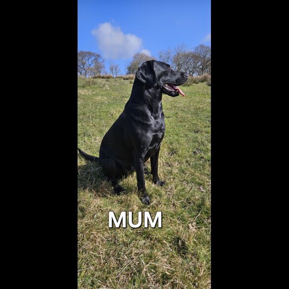 Mixed Breed - Both