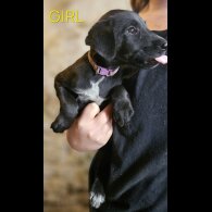 Mixed Breed - Both