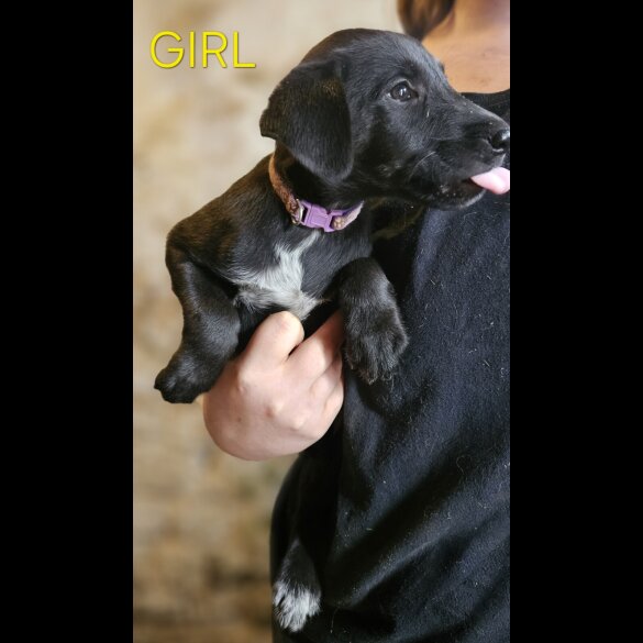 Mixed Breed - Both