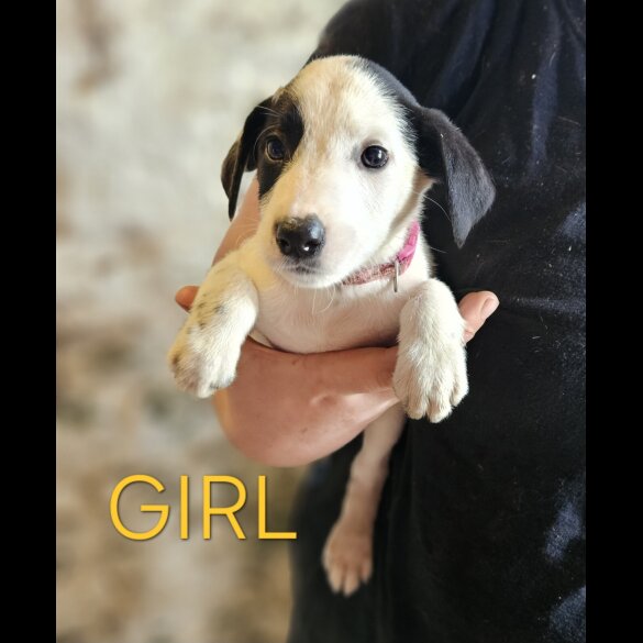Mixed Breed - Both