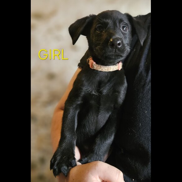 Mixed Breed - Both