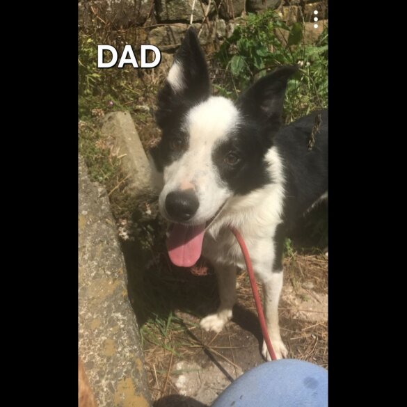 Mixed Breed - Both