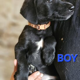 Mixed Breed - Both