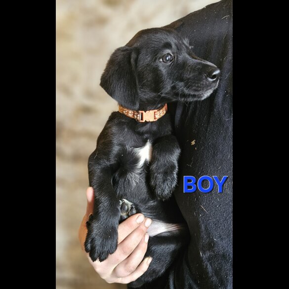 Mixed Breed - Both