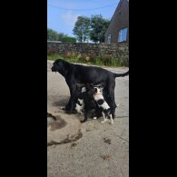Mixed Breed - Both