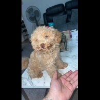 Toy Poodle - Both