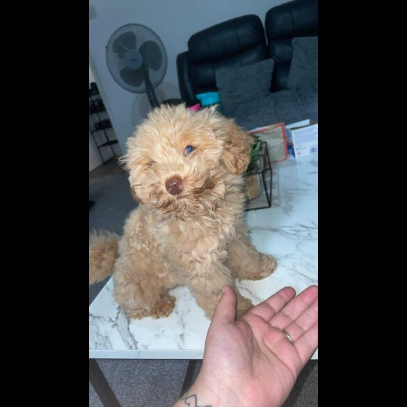 Toy Poodle - Both