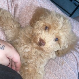 Toy Poodle - Both