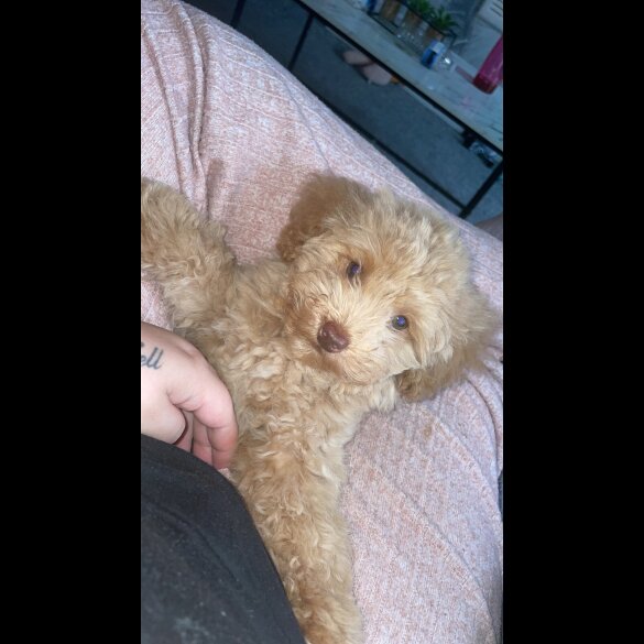 Toy Poodle - Both