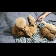 Toy Poodle - Both