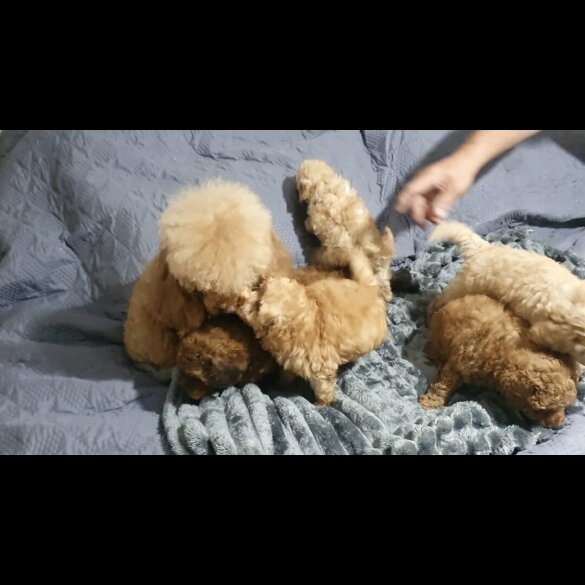 Toy Poodle - Both