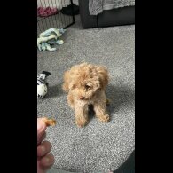 Toy Poodle - Both