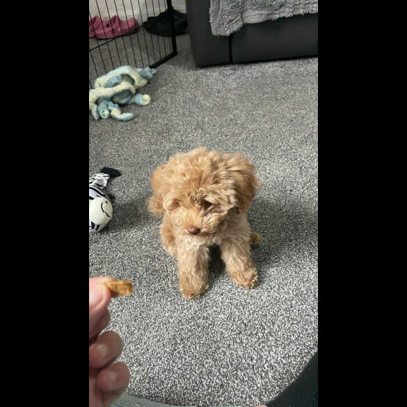 Toy Poodle - Both
