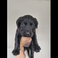 Labrador Retriever - Bitches