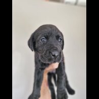 Labrador Retriever - Bitches