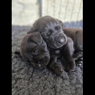 Labrador Retriever - Bitches