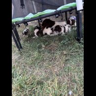 English Springer Spaniel - Both
