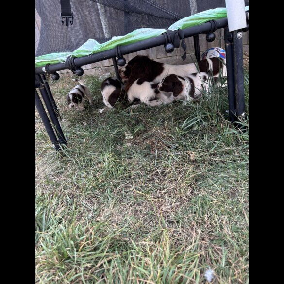 English Springer Spaniel - Both