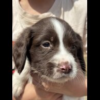 English Springer Spaniel - Both