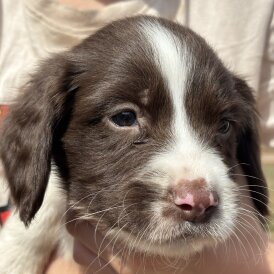 English Springer Spaniel - Both